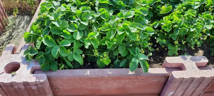 Nahaufnahme eines niedrigen Beets: roter Vablo-Eckstein mit rundem Loch, Betonriegel und ein Mittelstein, dahinter dicht wachsende Erdbeeren.