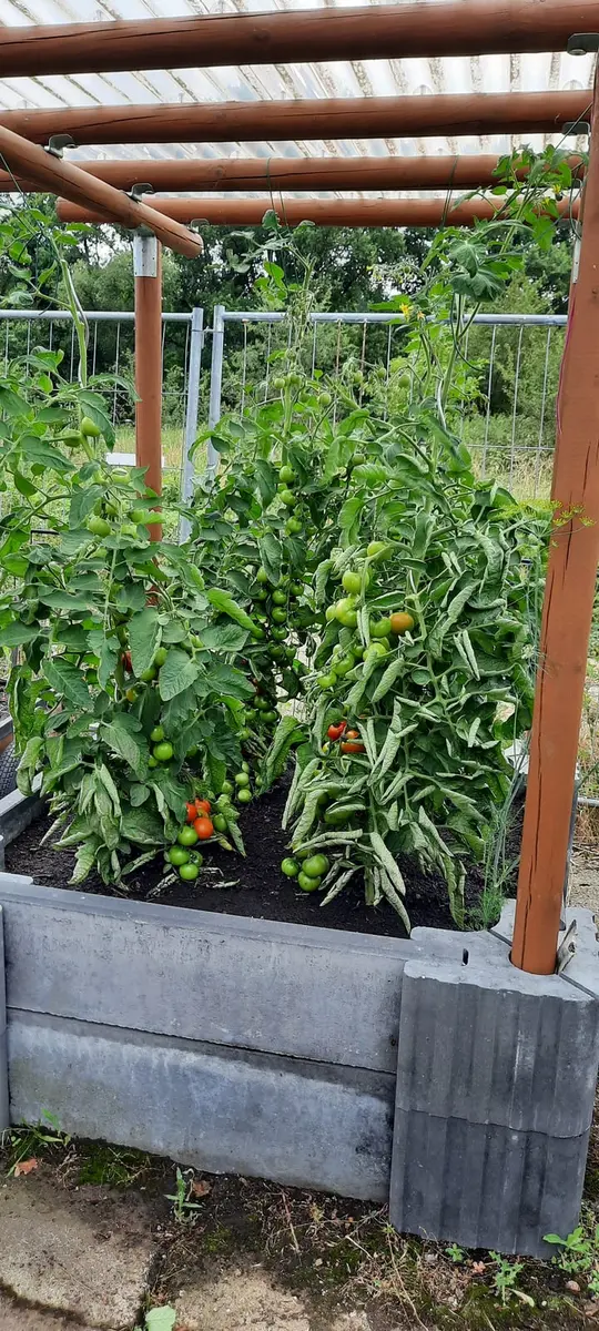Üppige Tomatenpflanzen in einem grauen Beet aus Vablo Ecksteinen und Betonriegeln unter einer Rundholzpergola