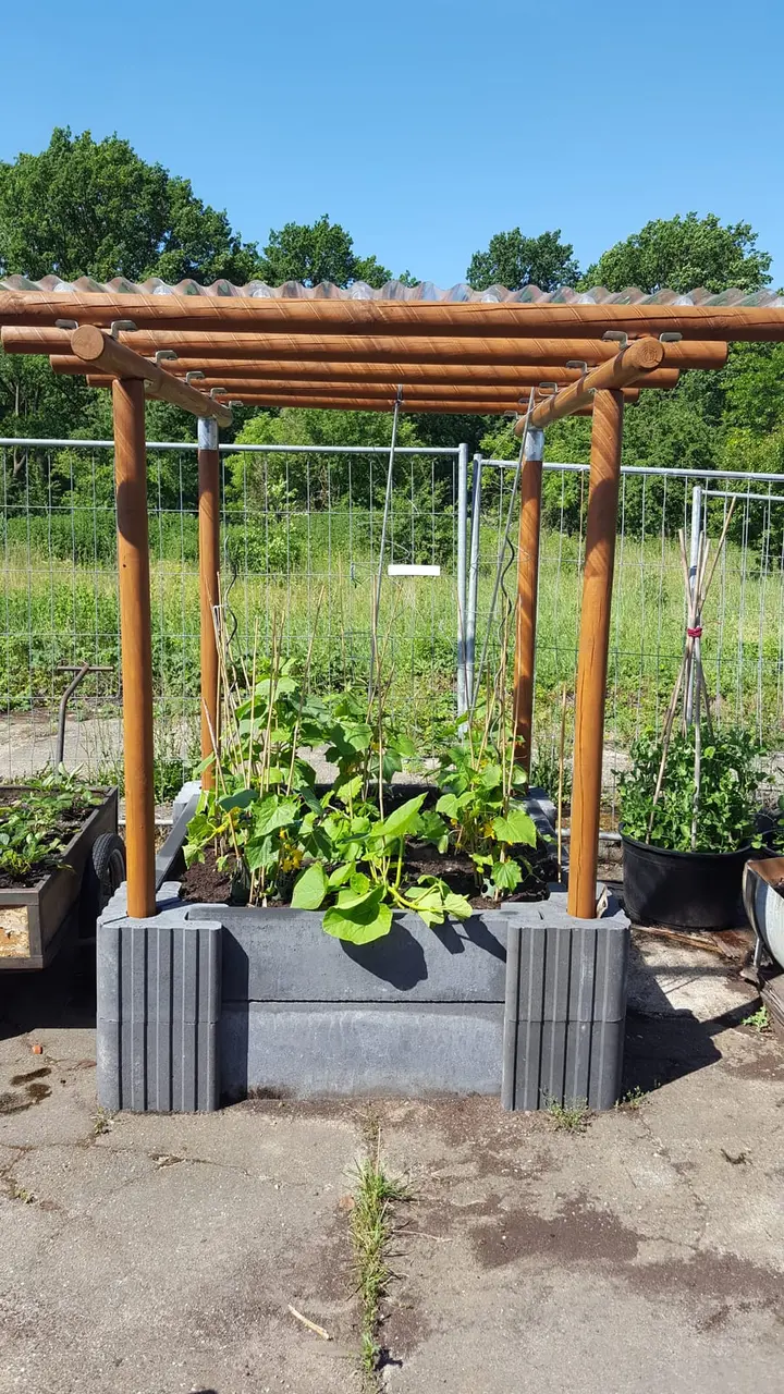 Beet aus grauen Vablo Ecksteinen und Betonriegeln mit jungen Pflanzen, darüber eine braune Rundholzpergola vor blauem Himmel