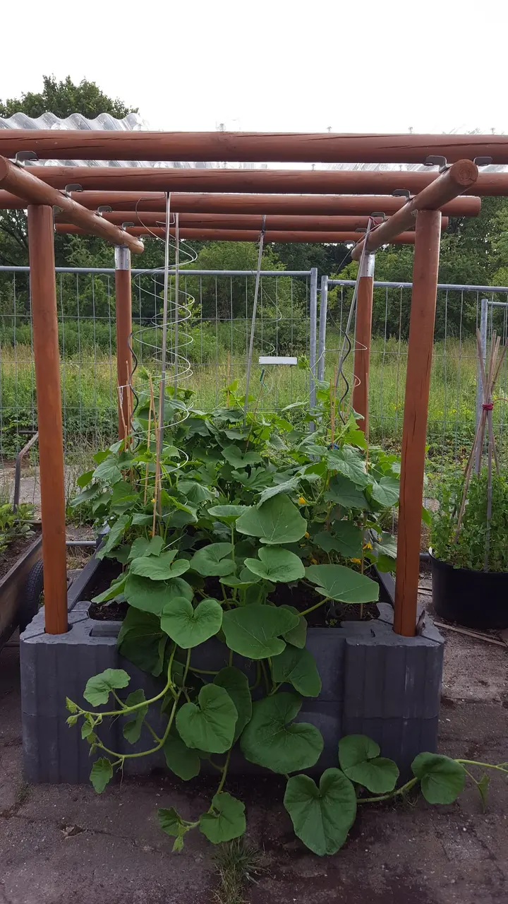 Dicht bewachsenes Beet aus grauen Vablo Ecksteinen und Betonriegeln unter einer braunen Rundholzpergola