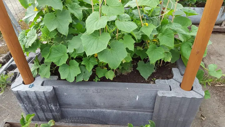 Zwei runde Holzpfosten stecken in den Mittellöchern grauer Vablo Ecksteine an einem dicht bepflanzten Beet