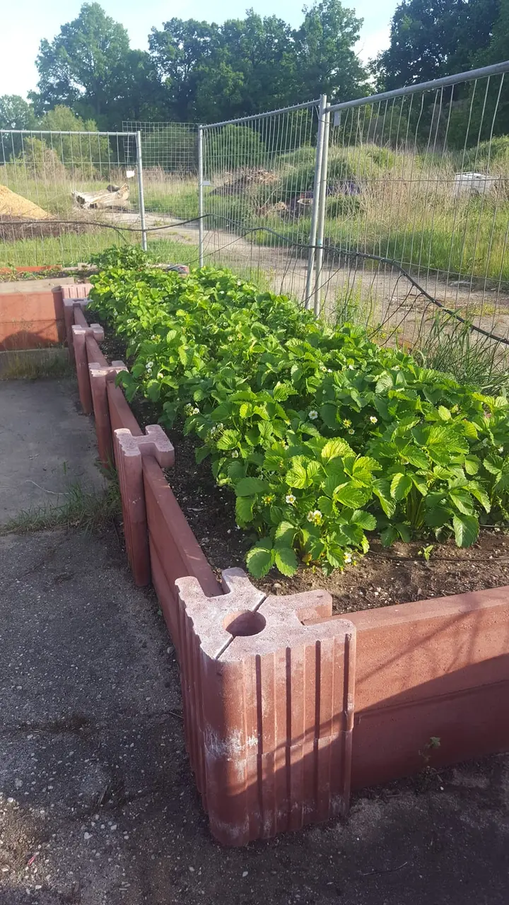 Langes niedriges Beet aus roten Vablo-Steinen und Betonriegeln mit Erdbeeren; vorn ein Eckstein mit rundem Loch.