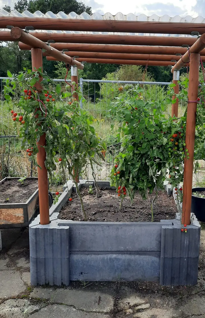 Beet aus grauen Vablo-Ecksteinen und Betonriegeln, in den Ecken stehen Holzpfosten mit einem Dach aus Rundhölzern; darunter wachsen Tomaten.
