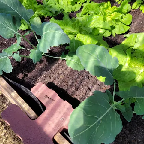 Nahaufnahme: Ein Holzriegel steckt im Schlitz eines roten Vablo-Ecksteins; im Beet wachsen Salat und weitere Gemüsepflanzen.