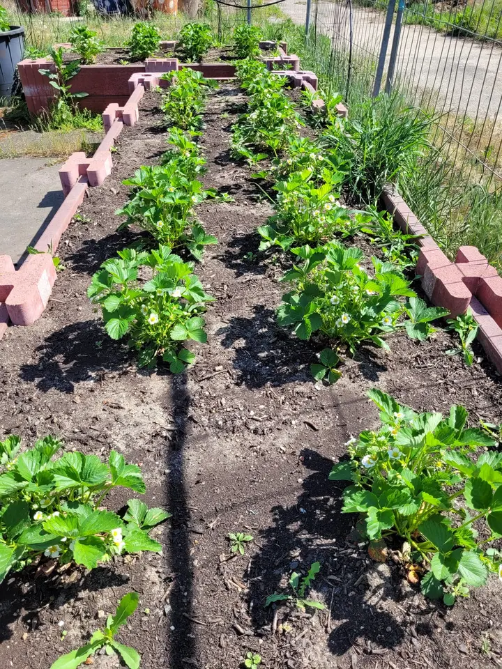 Blick entlang eines langen, niedrigen Beets aus roten Vablo-Steinen mit Mittelsteinen an beiden Seiten; darin wachsen Erdbeeren in zwei Reihen.