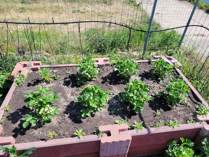 Niedriges rechteckiges Beet aus roten Vablo-Ecksteinen, einem Mittelstein und Betonriegeln, bepflanzt mit Erdbeeren; dahinter ein Zaun.